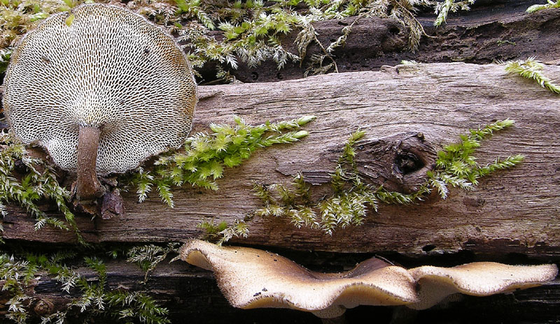 Qualche segno di vita....